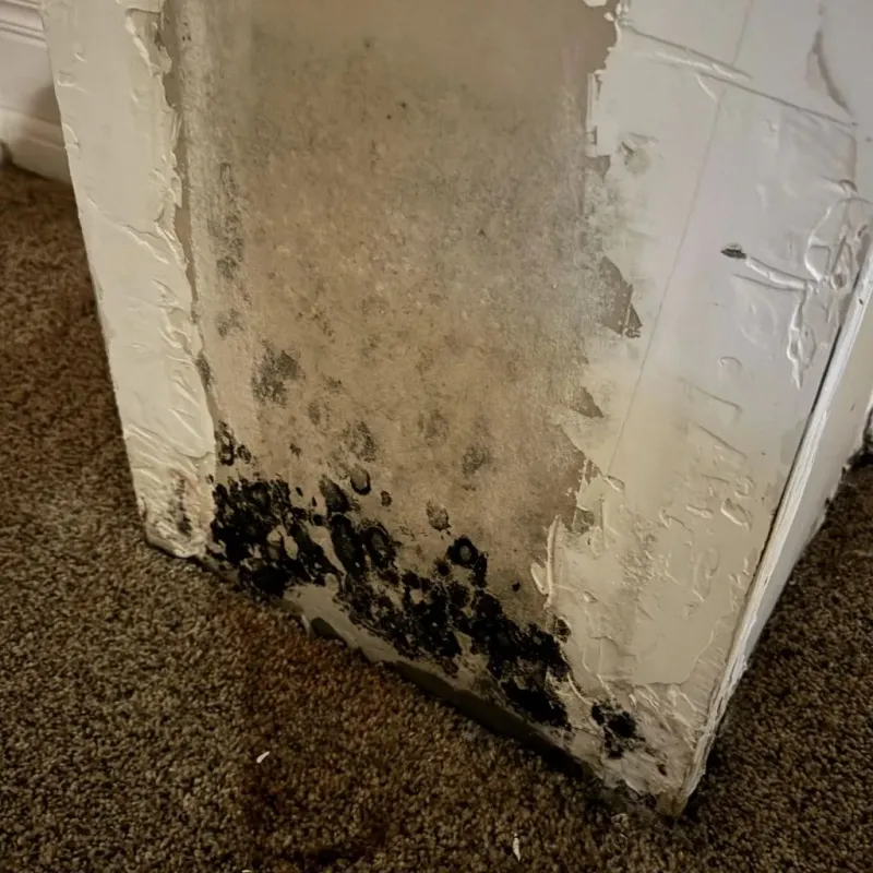 Professional Mold Removal in Gorham, NH